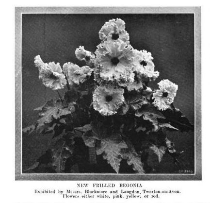 B. ‘Frilled Tuberous’